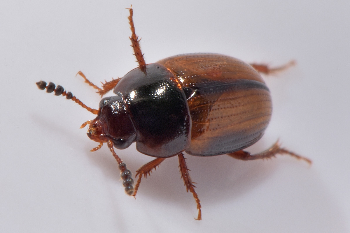 Leiodidae: Leiodes calcarata (Erichson, 1845) (cf)